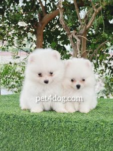 toy pom puppy for sale in delhi